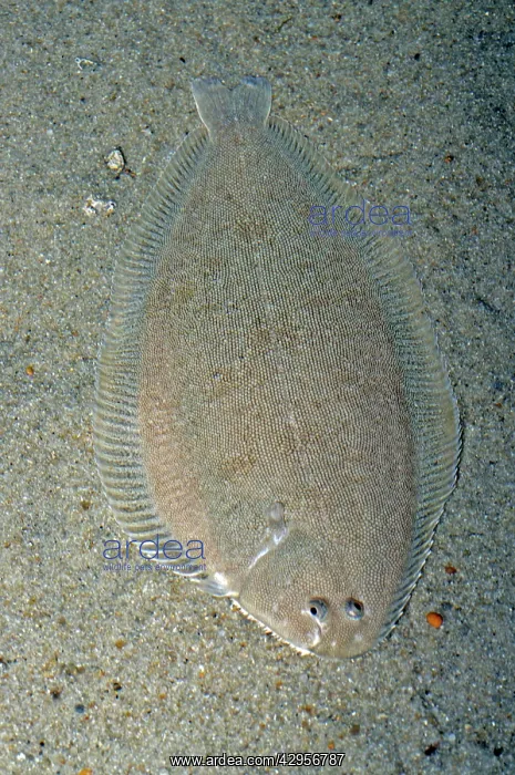 : Sole (Solea solea). UK coastal waters. North Sea : Sole (Solea solea). UK coastal waters. North Sea