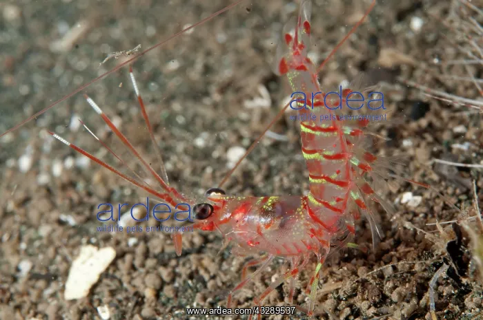 : Solencerid Shrimp - on black sand during night dive : Solencerid Shrimp - on black sand during night dive
