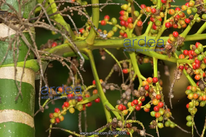 : Solitaire Palm fruits - ripe bright red fruits : Solitaire Palm fruits - ripe bright red fruits