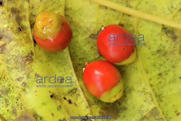 : Solitaire Palm fruits - ripe bright red fruits : Solitaire Palm fruits - ripe bright red fruits