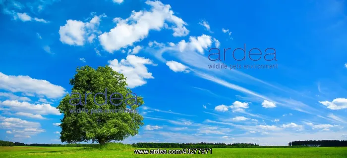 : Solitaire tree, large linden tree (Tilia) on green : Solitaire tree, large linden tree (Tilia) on green
