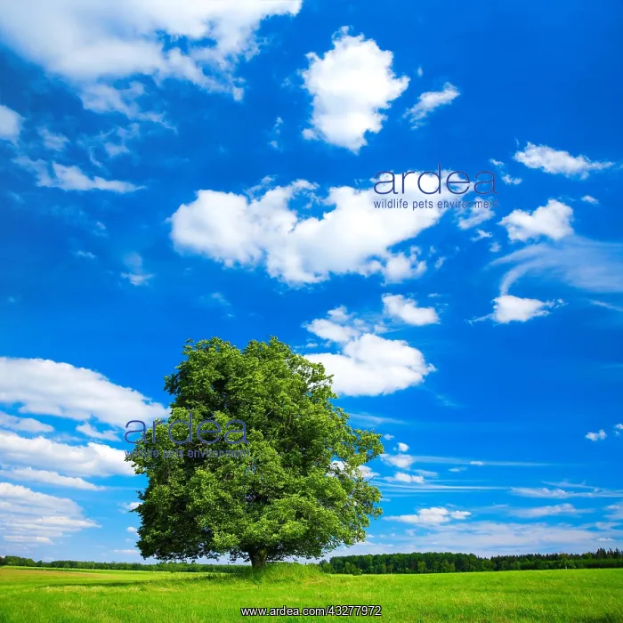 : Solitaire tree, large linden tree (Tilia) on green : Solitaire tree, large linden tree (Tilia) on green