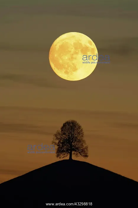 : Solitaire tree, Linden tree (Tilia), on moraine : Solitaire tree, Linden tree (Tilia), on moraine