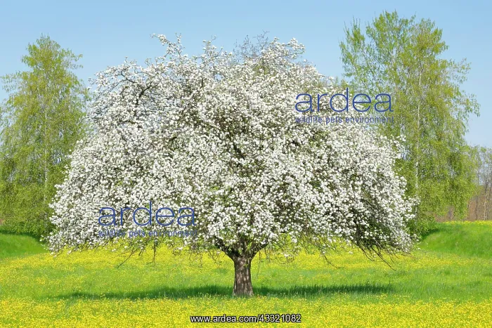 : Solitar stehender, weiss bluhender Apfelbaum inmitten : Solitar stehender, weiss bluhender Apfelbaum inmitten