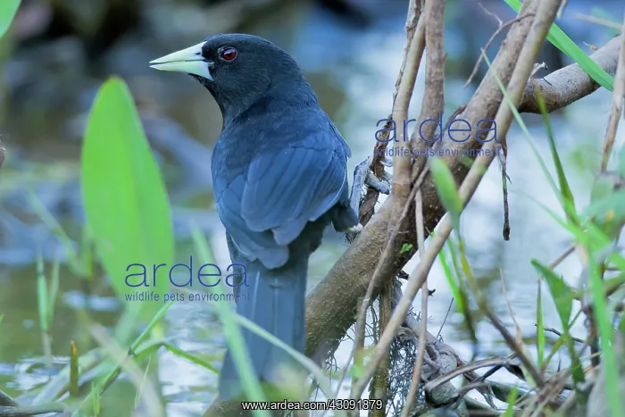 : Solitary Black Cacique : Solitary Black Cacique