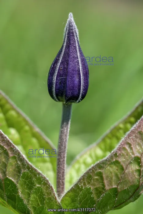 : Solitary Clematis (Clematis integrifolia) bud : Solitary Clematis (Clematis integrifolia) bud