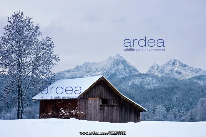 : Solitary farmers hut in the snow, Bavaria : Solitary farmers hut in the snow, Bavaria