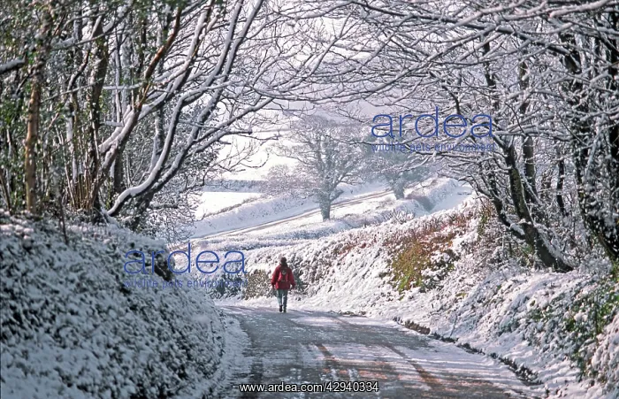 : Solitary female pedestrian walks through snow covered : Solitary female pedestrian walks through snow covered