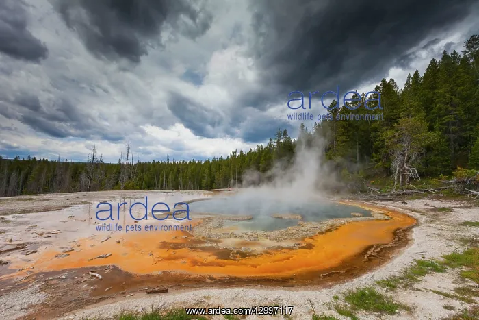 : Solitary Geyser - on the eastern trail to Observation : Solitary Geyser - on the eastern trail to Observation