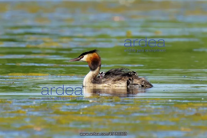  : A solitary great crested grebe swimming in still water