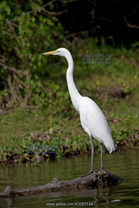 : Solitary Great white egret, Egretta alba, Lake Naivasha : Solitary Great white egret, Egretta alba, Lake Naivasha