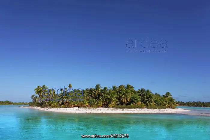 : Solitary island in lagoon, beach with palm trees : Solitary island in lagoon, beach with palm trees