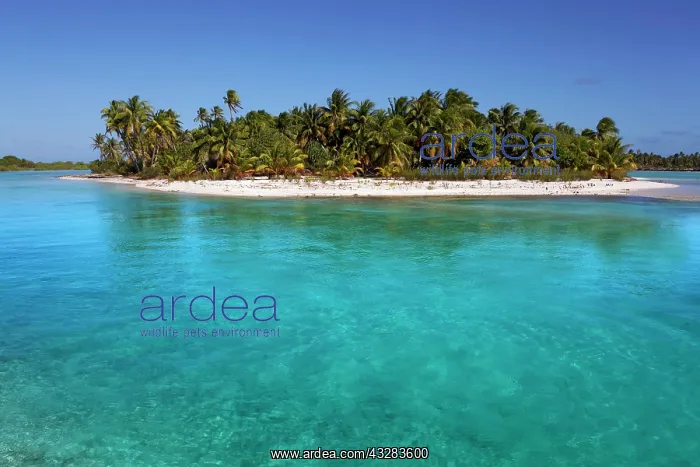  : Solitary island in lagoon, beach with palm trees