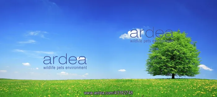 : Solitary lime tree on green meadow, dandelion in : Solitary lime tree on green meadow, dandelion in