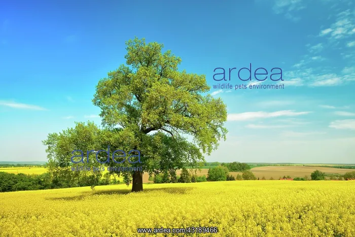 : Solitary Oak (Quercus) in a flowering rape field : Solitary Oak (Quercus) in a flowering rape field