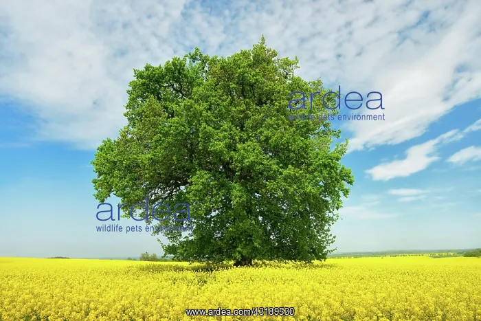 : Solitary Oak (Quercus) in a flowering rape field : Solitary Oak (Quercus) in a flowering rape field