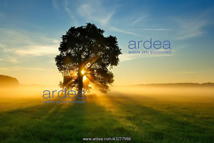 : Solitary Oak (Quercus) in the morning fog in a meadow : Solitary Oak (Quercus) in the morning fog in a meadow