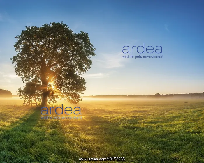 : Solitary oak and raised hide in a meadow with dew at sunrise in the morning mist : Solitary oak and raised hide in a meadow with dew at sunrise in the morning mist