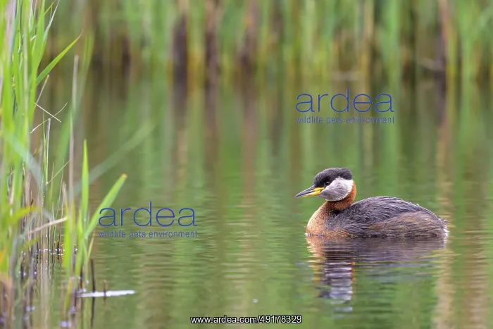 : A solitary red-necked grebe (Podiceps grisegena) swimming close to reeds in quiet surroundings : A solitary red-necked grebe (Podiceps grisegena) swimming close to reeds in quiet surroundings