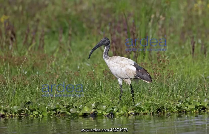 : Solitary Sacred ibis, Threskiornis aethiopicus : Solitary Sacred ibis, Threskiornis aethiopicus