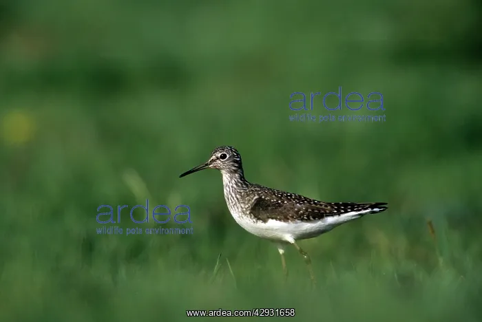 : SOLITARY SANDPIPER : SOLITARY SANDPIPER