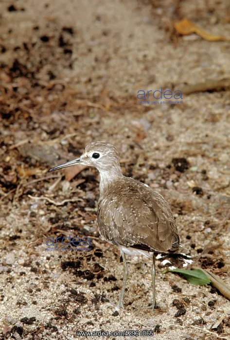  : Solitary Sandpiper