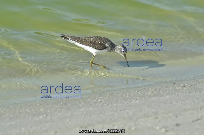: Solitary Sandpiper : Solitary Sandpiper
