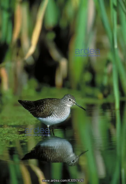 : Solitary Sandpiper : Solitary Sandpiper