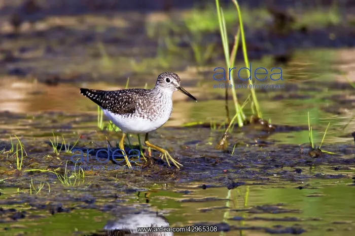 : Solitary sandpiper - in beaver pond during spring : Solitary sandpiper - in beaver pond during spring