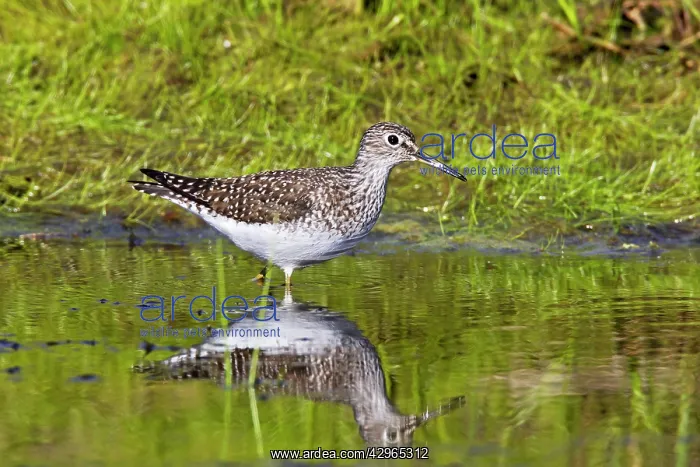 : Solitary sandpiper - in beaver pond during spring : Solitary sandpiper - in beaver pond during spring