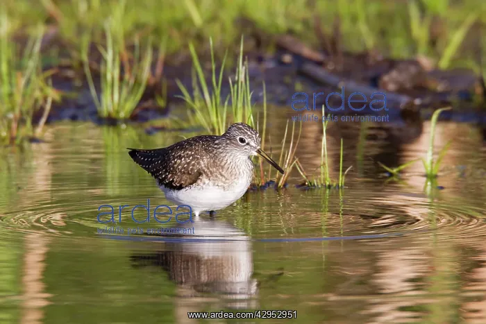 : Solitary Sandpiper - feeding in beaver pond during : Solitary Sandpiper - feeding in beaver pond during