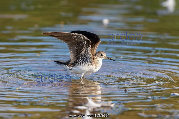 : Solitary Sandpiper (Tringa solitaria) bathing in : Solitary Sandpiper (Tringa solitaria) bathing in