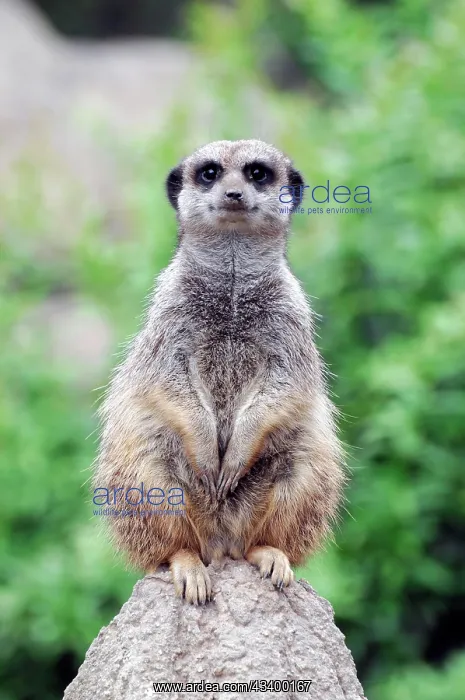 : Solitary standing meerkats (Suricata suricatta) : Solitary standing meerkats (Suricata suricatta)
