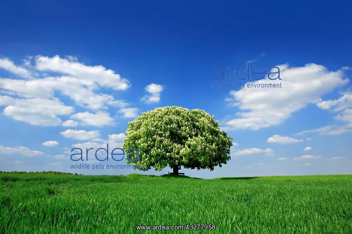 : Solitary tree, flowering Horse chestnut (Aesculus) : Solitary tree, flowering Horse chestnut (Aesculus)