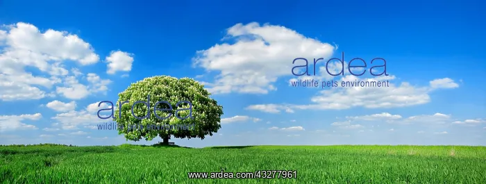 : Solitary tree, flowering Horse chestnut (Aesculus) : Solitary tree, flowering Horse chestnut (Aesculus)