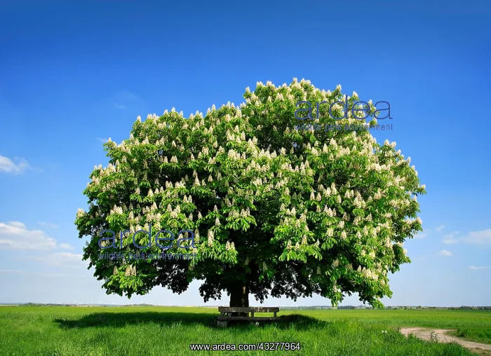 : Solitary tree, flowering Horse chestnut (Aesculus) : Solitary tree, flowering Horse chestnut (Aesculus)