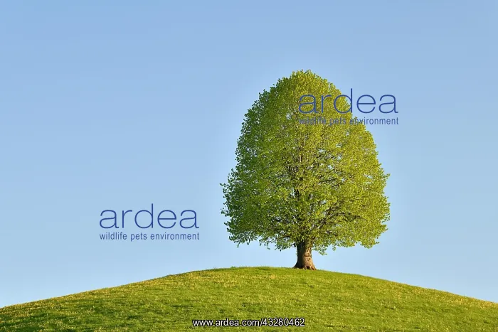  : Solitary tree, linden tree (Tilia), during leaf