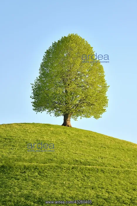 : Solitary tree, linden tree (Tilia), during leaf : Solitary tree, linden tree (Tilia), during leaf