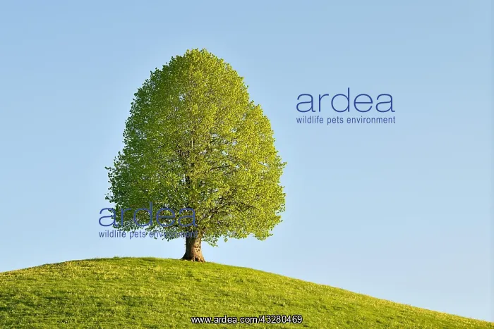 : Solitary tree, linden tree (Tilia), during leaf : Solitary tree, linden tree (Tilia), during leaf