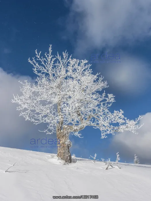 : Solitary tree, single tree with hoarfrost, Lower : Solitary tree, single tree with hoarfrost, Lower