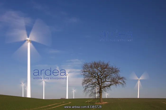 : Solitary tree in between spinning wind turbines : Solitary tree in between spinning wind turbines