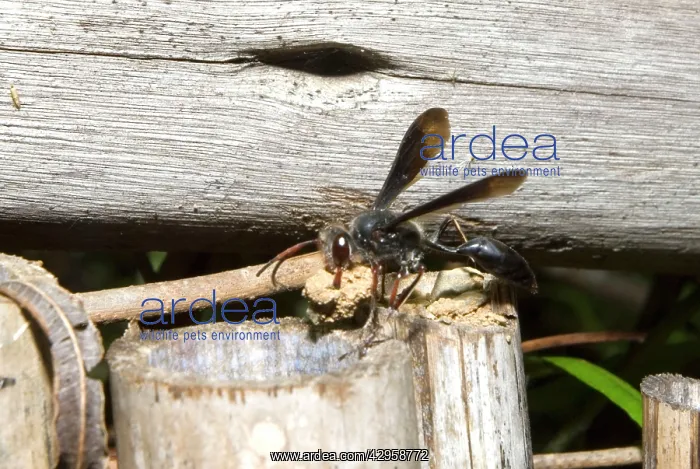 : Solitary wasp carrying clod of earth for sealing : Solitary wasp carrying clod of earth for sealing
