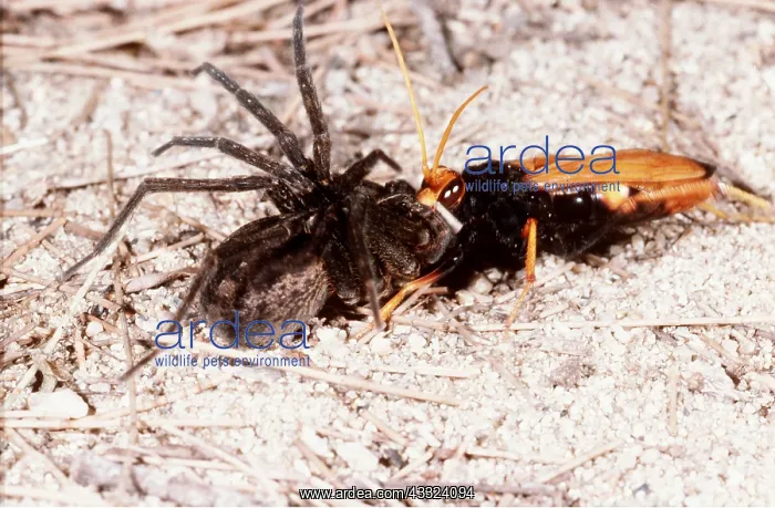 : Solitary Wasp with spider prey : Solitary Wasp with spider prey