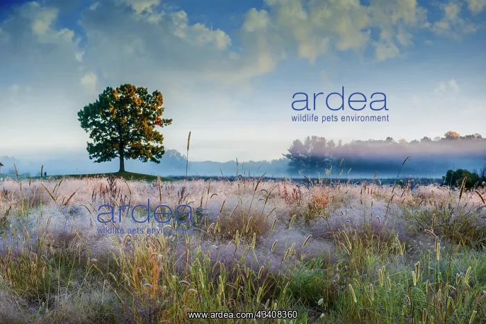 : Solo tree in field early morning in Michigan : Solo tree in field early morning in Michigan