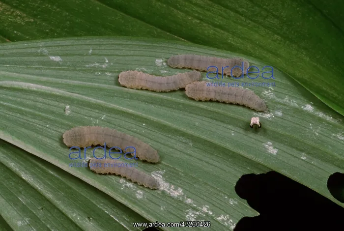: SOLOMAN'S SEAL SAWFLY - larvae / caterpillars : SOLOMAN'S SEAL SAWFLY - larvae / caterpillars