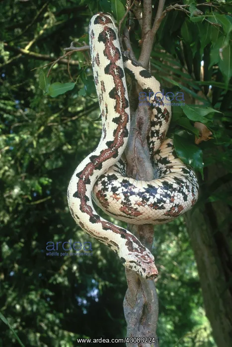 : Solomon Island Boa : Solomon Island Boa