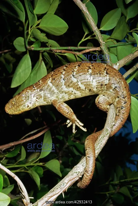 : Solomon Island Giant Skink / Lizard - on branch : Solomon Island Giant Skink / Lizard - on branch
