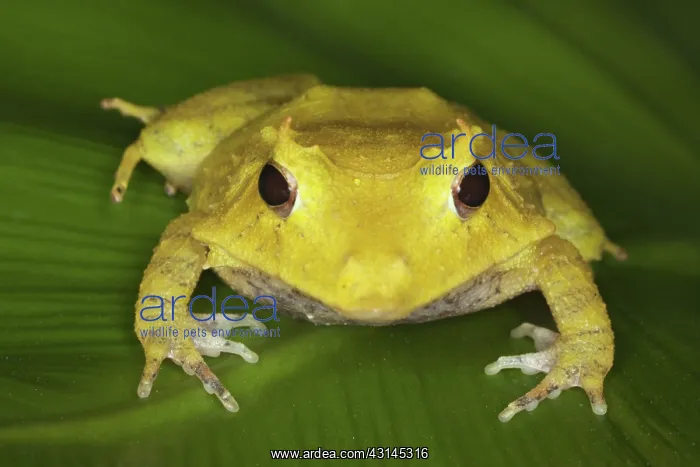 : Solomon Island Leaf Frog : Solomon Island Leaf Frog