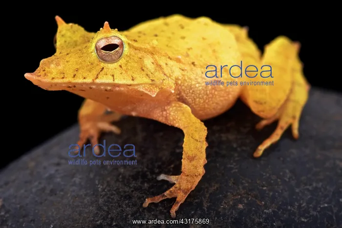 : Solomon island leaf frog (Ceratobatrachus guentheri) : Solomon island leaf frog (Ceratobatrachus guentheri)
