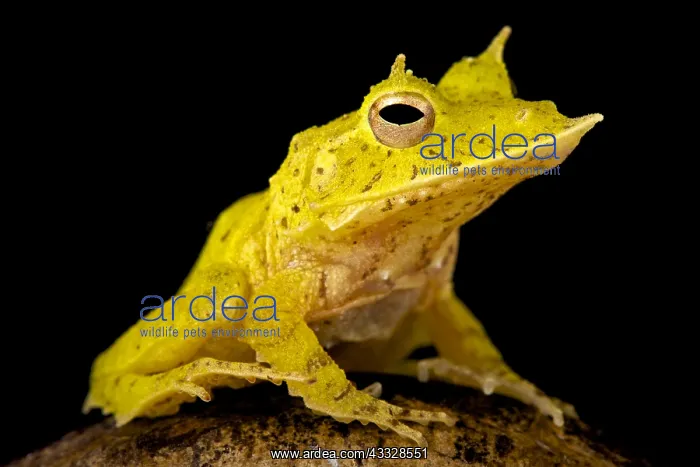 : Solomon Island Leaf Frog (Ceratobatrachus guentheri) : Solomon Island Leaf Frog (Ceratobatrachus guentheri)